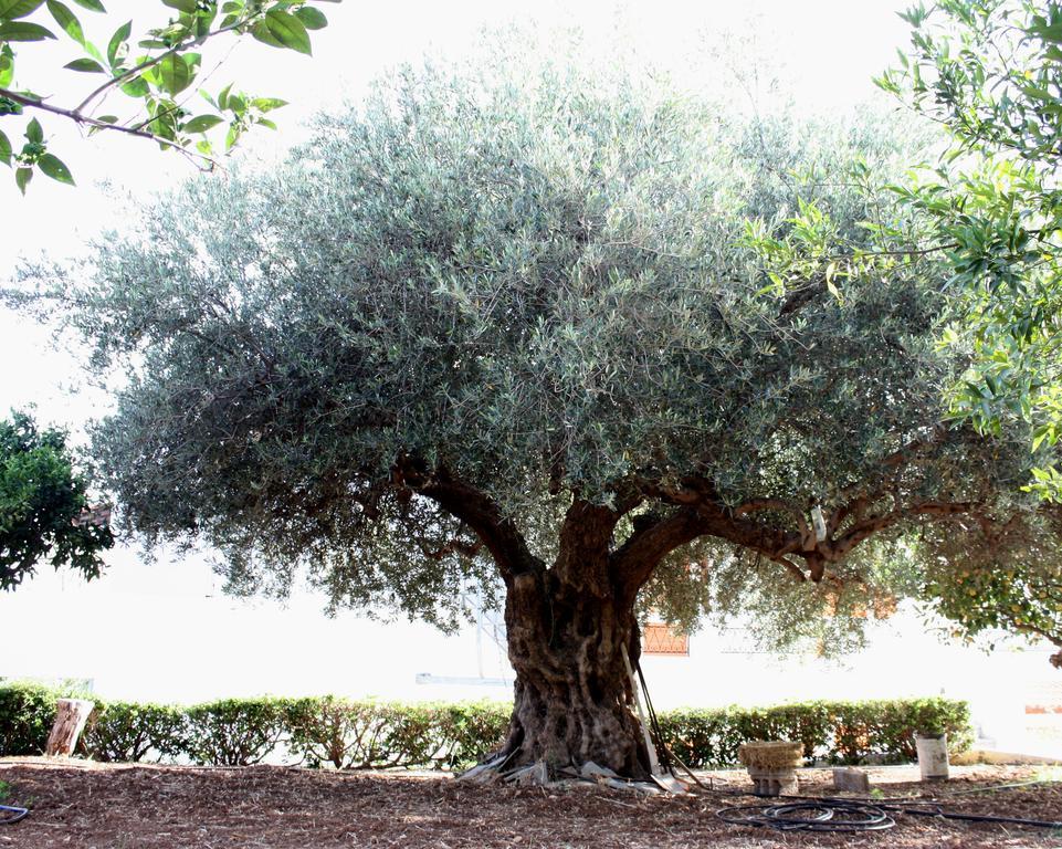 Villa Angela Istron Esterno foto